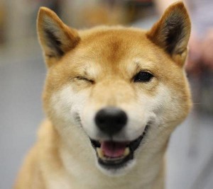 a_baa-happy-dog-.jpg